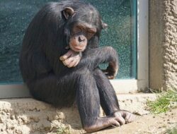 Pelaku Minta Uang Tebusan usai Culik Tiga Anak Simpanse, Begini Besarannya