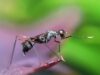 Berikut 5 Cara Ampuh untuk Mengusir Semut di Rumah